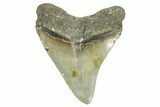 Serrated, Fossil Megalodon Tooth - North Carolina #368041-1